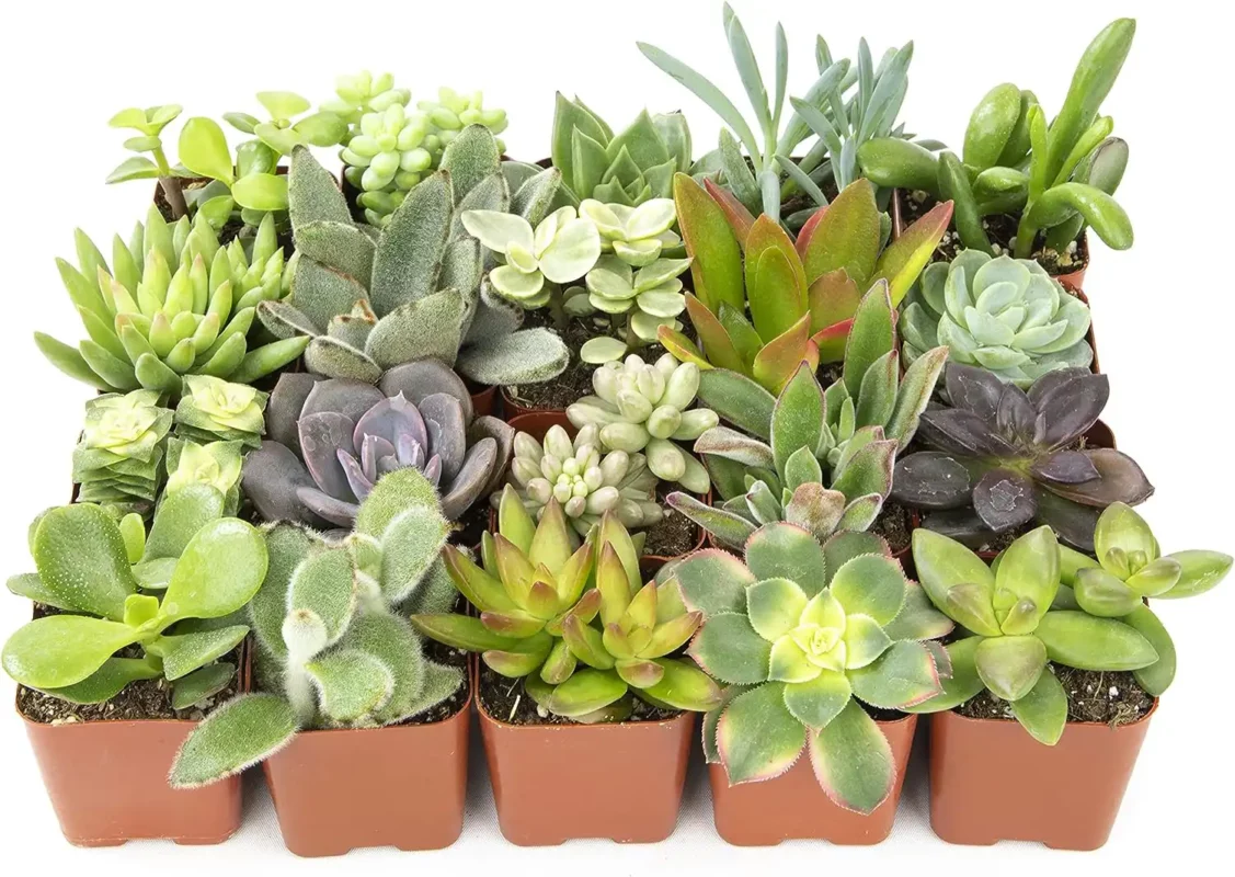 best favorite things party gifts - Altman Plants Live Succulent Plants 20 Pack