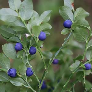 SightCare ingredients Bilberry Extract